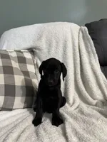 Lucy, a female Golden Retriever and Weimaraner for sale in Nappanee, IN – 3 of 5