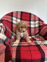 Turbo, a male Labradoodle for sale in Nappanee, IN – 2 of 5
