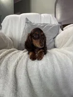 Jasper , a male Miniature Dachshund for sale in Nappanee, IN – 2 of 6