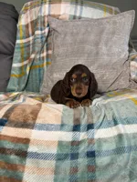 Jasper , a male Miniature Dachshund for sale in Nappanee, IN – 2 of 5