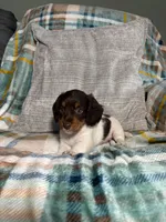 Charlie, a male Miniature Dachshund for sale in Nappanee, IN – 2 of 7