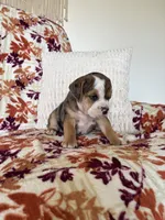 Chloe, a female English Bulldog and Beagle for sale in Nappanee, IN – 3 of 7