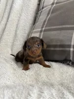 Mario, a male Miniature Dachshund for sale in Nappanee, IN – 3 of 7