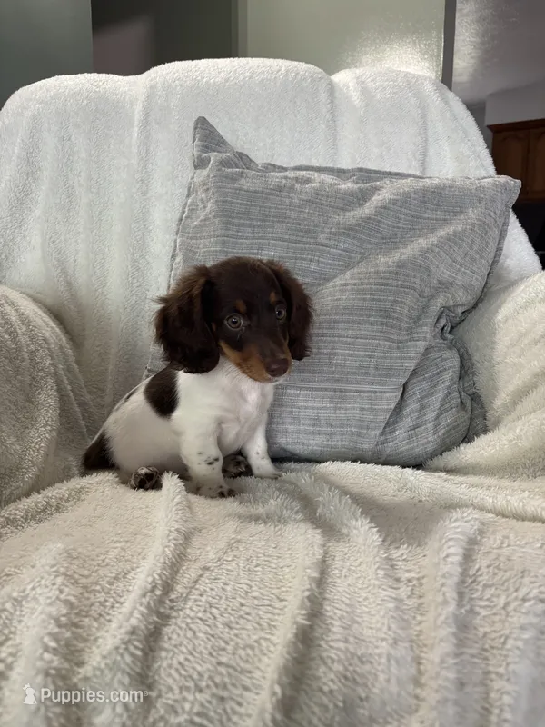 Charlie – Miniature Dachshund puppy for sale in Nappanee, IN