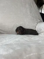 Bruce, a male Miniature Dachshund for sale in Nappanee, IN – 2 of 5