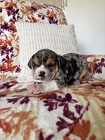 Rosie, a female English Bulldog and Beagle for sale in Nappanee, IN – 5 of 5