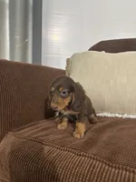 Charlie, a male Miniature Dachshund for sale in Nappanee, IN – 6 of 6