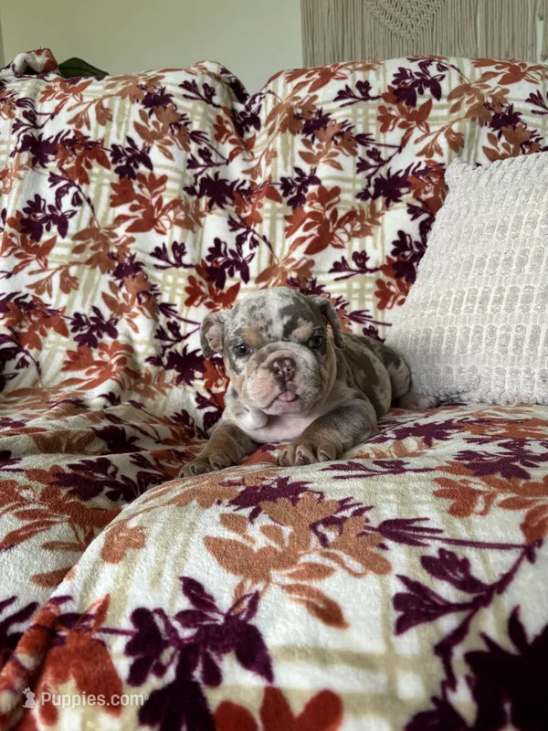 Bruce  – English Bulldog puppy for sale in Nappanee, IN