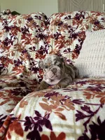 Bruce , a female English Bulldog for sale in Nappanee, IN – 1 of 7