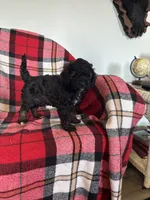 Millie, a female Labradoodle for sale in Nappanee, IN – 4 of 5