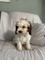 Logan, a male Cavapoo for sale in Nappanee, IN – 2 of 6