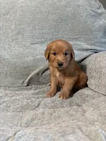 Chloe, a female Golden Retriever for sale in Nappanee, IN – 2 of 5