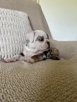 Lou, a female English Bulldog for sale in Nappanee, IN – 7 of 8