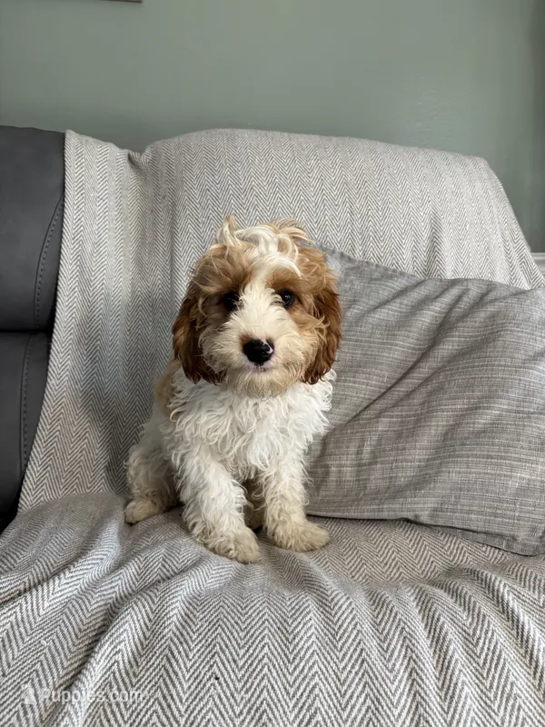Lance, a male Cavapoo for sale in Nappanee, IN – 1 of 5