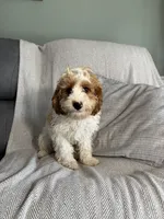 Lance, a male Cavapoo for sale in Nappanee, IN – 1 of 5