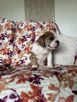 Sophie, a female English Bulldog and Beagle for sale in Nappanee, IN – 5 of 5
