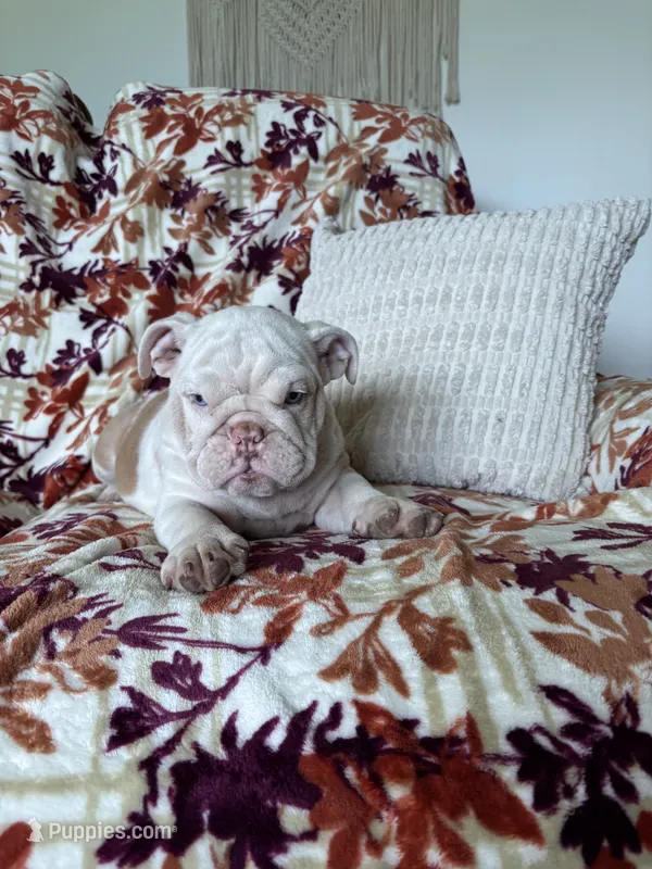 Prince  – English Bulldog puppy for sale in Nappanee, IN