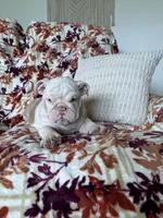 Prince , a male English Bulldog for sale in Nappanee, IN – 1 of 6
