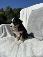 Sophie, a female Bernese Mountain Dog and Siberian Husky for sale in Nappanee, IN – 6 of 6