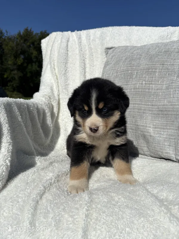 Bruce – Bernese Mountain Dog, Siberian Husky puppy for sale in Nappanee, IN