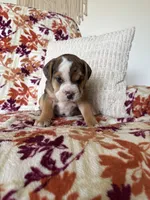 Chloe, a female English Bulldog and Beagle for sale in Nappanee, IN – 4 of 7