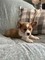 Rosie, a female Pembroke Welsh Corgi for sale in Nappanee, IN – 3 of 4