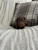 Charlie , a male Miniature Dachshund for sale in Nappanee, IN – 4 of 9