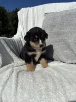 Benj, a male Bernese Mountain Dog and Siberian Husky for sale in Nappanee, IN – 3 of 6