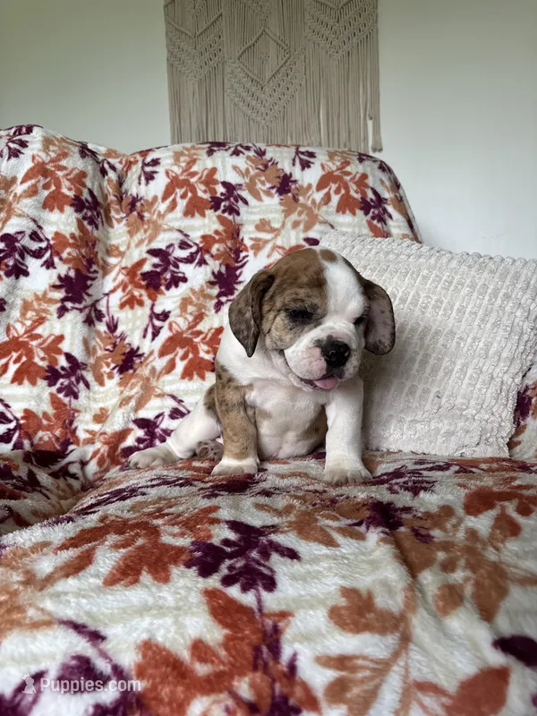 Sophie – English Bulldog, Beagle puppy for sale in Nappanee, IN