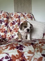 Sophie, a female English Bulldog and Beagle for sale in Nappanee, IN – 1 of 5