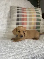 Copper, a male Miniature Dachshund for sale in Nappanee, IN – 3 of 7