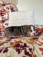 Chloe, a female English Bulldog and Beagle for sale in Nappanee, IN – 1 of 7