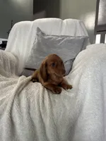 Sapphire, a male Miniature Dachshund for sale in Nappanee, IN – 3 of 5