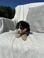 Bruce, a male Bernese Mountain Dog and Siberian Husky for sale in Nappanee, IN – 6 of 7