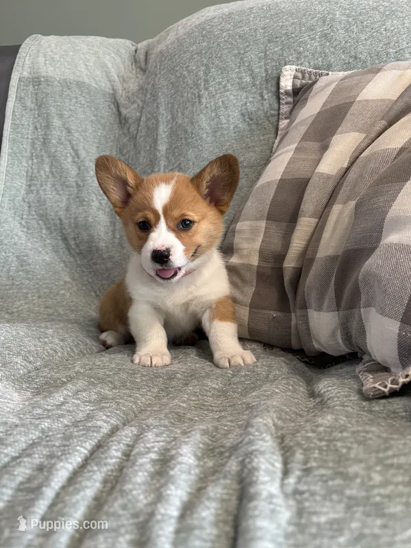 Rosie – Pembroke Welsh Corgi puppy for sale in Nappanee, IN