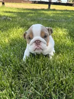 Rosie, a female English Bulldog for sale in Nappanee, IN – 5 of 6