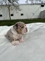 Macy, a female English Bulldog for sale in Nappanee, IN – Photo 4 of 5