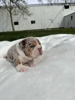 Macy, a female English Bulldog for sale in Nappanee, IN – Photo 3 of 5