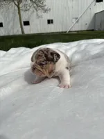 Macy, a female English Bulldog for sale in Nappanee, IN – Photo 2 of 5