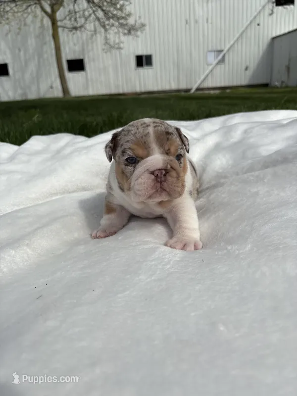 Macy – English Bulldog puppy for sale in Nappanee, IN