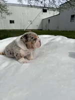 Macy, a female English Bulldog for sale in Nappanee, IN – Photo 5 of 5