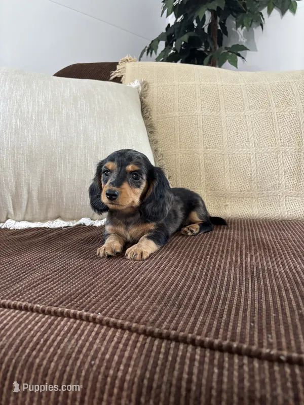 Winnie  – Miniature Dachshund puppy for sale in Nappanee, IN