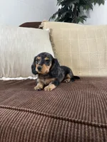 Winnie , a female Miniature Dachshund for sale in Nappanee, IN – 1 of 5