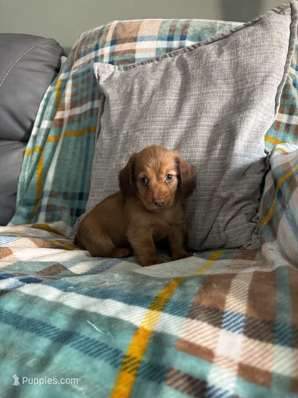 Sapphire – Miniature Dachshund puppy for sale in Nappanee, IN