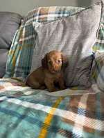 Sapphire, a male Miniature Dachshund for sale in Nappanee, IN – 1 of 7