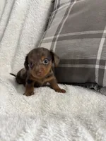 Mario, a male Miniature Dachshund for sale in Nappanee, IN – 5 of 7
