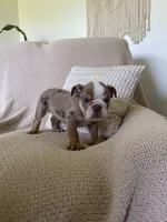 Nova, a female English Bulldog for sale in Nappanee, IN – 2 of 6