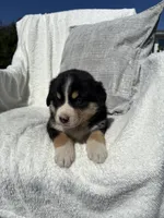 Bruce, a male Bernese Mountain Dog and Siberian Husky for sale in Nappanee, IN – 5 of 7
