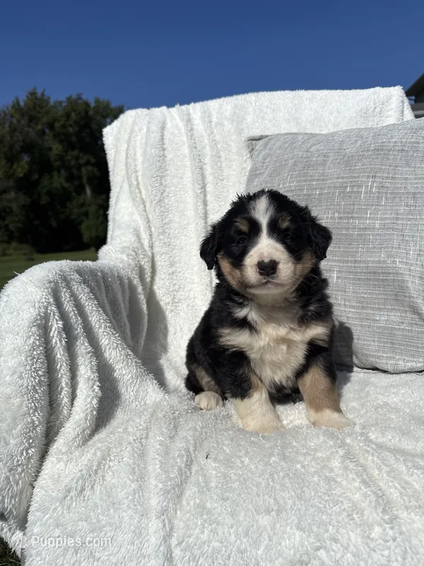 Sophie – Bernese Mountain Dog, Siberian Husky puppy for sale in Nappanee, IN