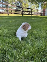 Rosie, a female English Bulldog for sale in Nappanee, IN – 6 of 6